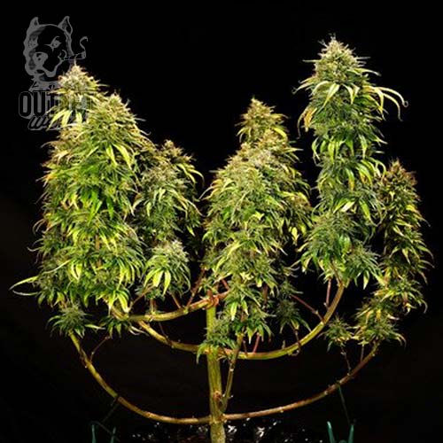 Semillas | Hulkberry | Fem | 3 semilla | Royal Queen1