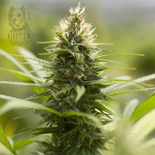 Semillas | Jack Herer | Auto | 1 semilla | Strain Masters1