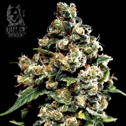 Semillas | Jack Herer | Fem | 3 semillas | Seed Stockers1