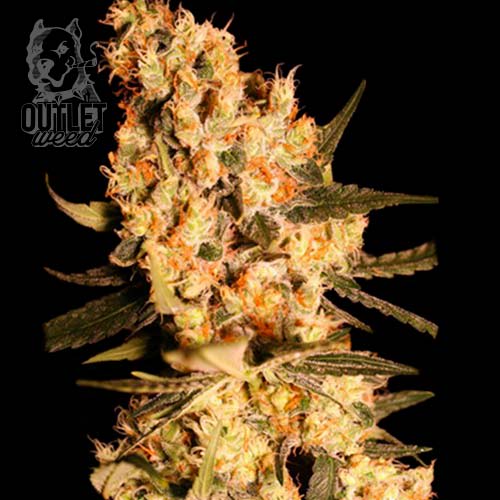 Semillas | Jamaican Dream | Fem | 3+1 semillas | Eva Seeds1