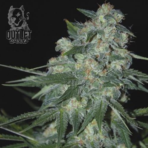 Semillas | Ketama | Fem | 3 semillas | World Of Seeds1