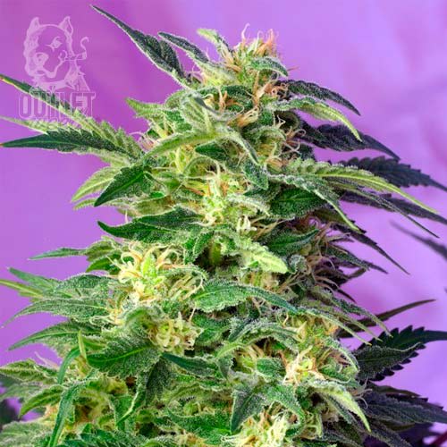 Semillas | Killer Kush | Auto | 3+1 semillas | Sweet Seeds1