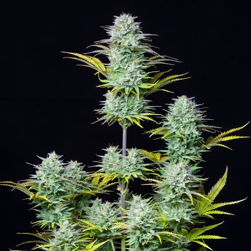 Semillas | Kosher Cake | Auto | 3 semillas | FastBuds1