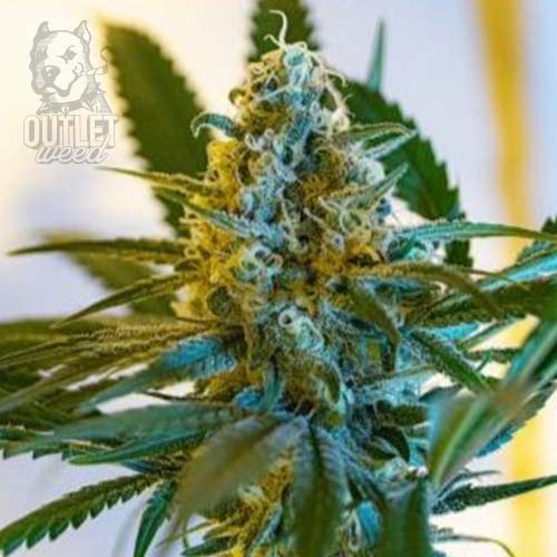 Semillas | La Fanta | Auto CBD | 12 semillas | Light Buds1