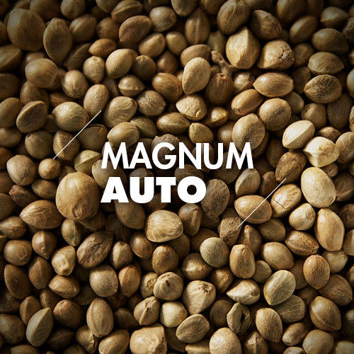 Magnum | 10 Semillas | Automáticas1