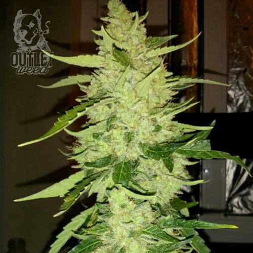 Semillas | Magnum | Auto | 3 semillas | Chef Genetics1