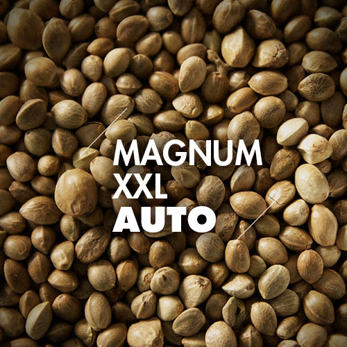 Magnum XXL | 10 Semillas | Automáticas1