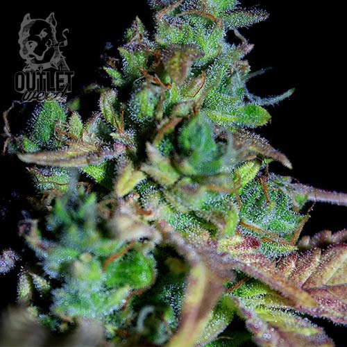 Semillas | Marley's Tribute | Auto | 5 semillas | Shaman Genetics1