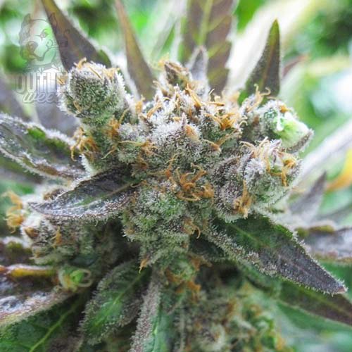 Semillas | Master Kush | Fem | 3 semillas | Dutch Passion1