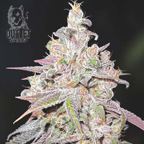 Semillas | Mendocino Chanel Kush | Fem | 3 semillas | Medical Seeds1