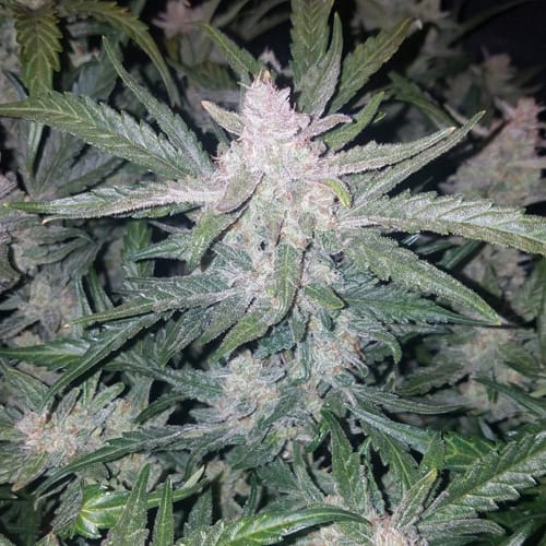 Semillas | Mexican Airlines | Auto | 3 semillas | FastBuds1