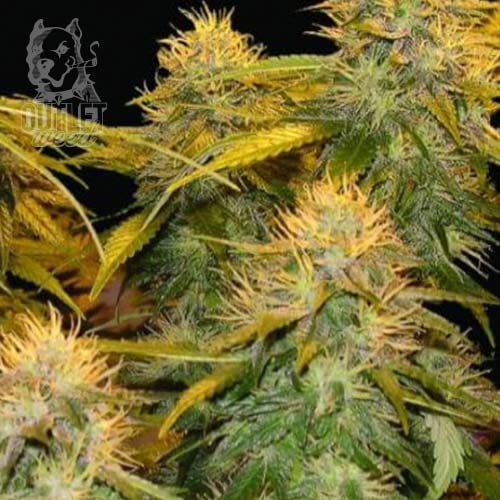 Semillas | Mix Fem | Fem | 10 semillas | Chef Genetics1