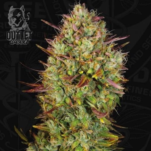 Semillas | MK-Ultra | Auto | 2 semillas | T.H.Seeds1