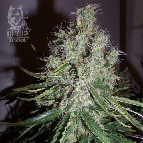 Semillas | Moby Dick XXL | Auto | 3 semillas | Chef Genetics1