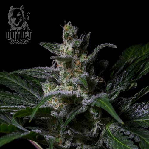 Semillas | Muse | Fem | 1 semilla | R-Kiem1