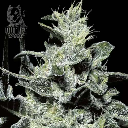 Semillas | Nebula | Fem | 3 semillas | Paradise Seeds1