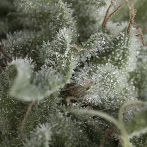 Semillas | Nefertiti | Auto | 3+1 semillas | Pyramid Seeds1