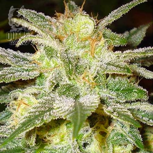 Semillas | New York 47 | Fem | 3 semillas | World Of Seeds1