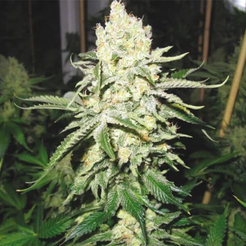 Semillas | Promo 3 No Name + 2 Semillas de Regalo | Fem | Medical Seeds1
