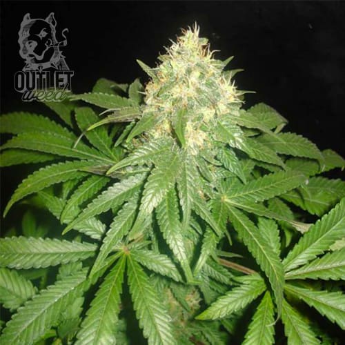 Semillas | Northern Light x Big Bud | Fem | 3 semillas | World Of Seeds1