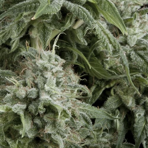 Semillas | Northern Lights | Auto | 70 semillas | Pyramid Seeds1