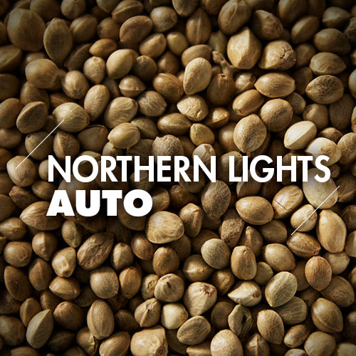 Northern Lights | 10 Semillas | Automáticas1