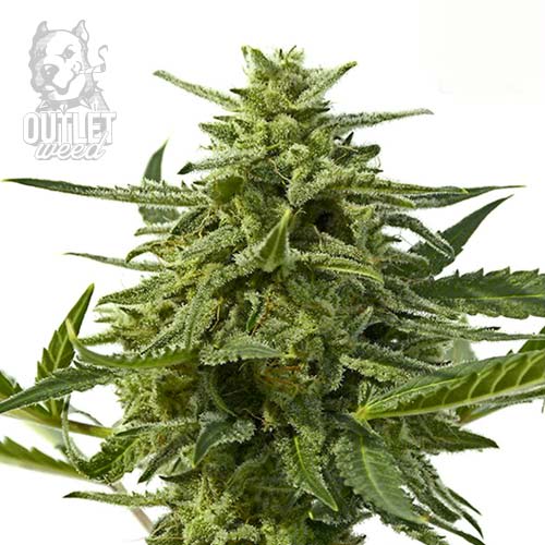 Semillas | Northern Haze Express | Auto | 5 semillas | Positronics1