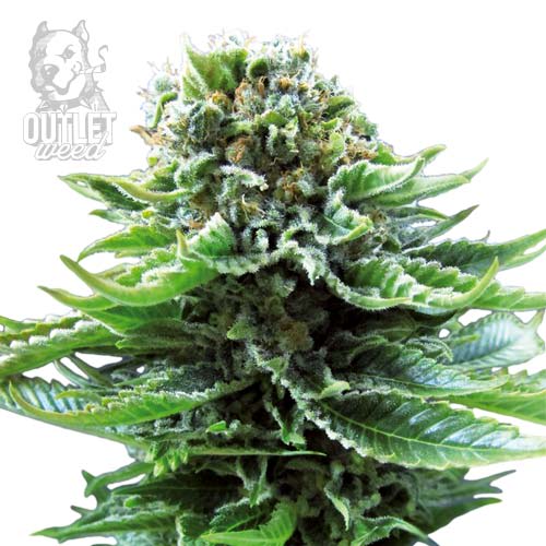 Semillas | Northern Lights | Auto | 3 semillas | Sensi Seeds1