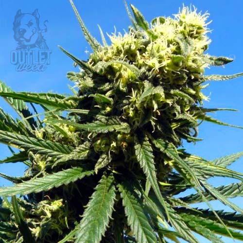 Semillas | Northern Light | Fem | 3 semillas | Royal Queen1