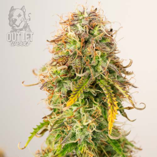 Semillas | Northern Lights | Auto | 5 semillas | Seed Stockers1