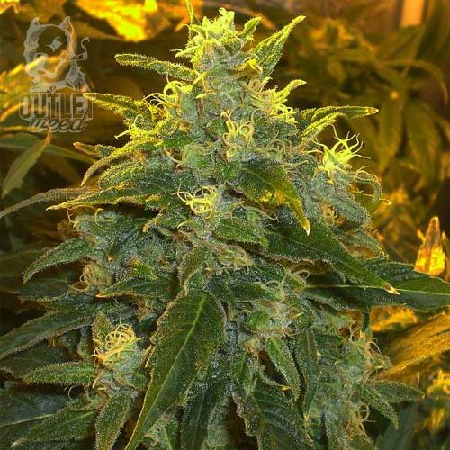 Semillas | Northern Lights | Fem | 3 semillas | Seed Stockers1
