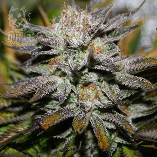 Semillas | OG Kush | Fem | 1 semilla | Royal Queen1