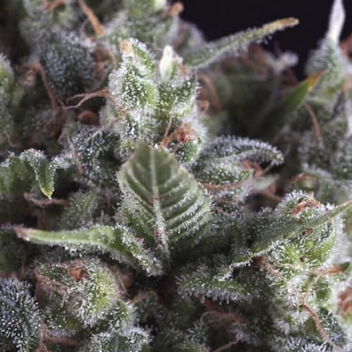 Semillas | Olympia | Fem | 1 semilla | Pyramid Seeds2