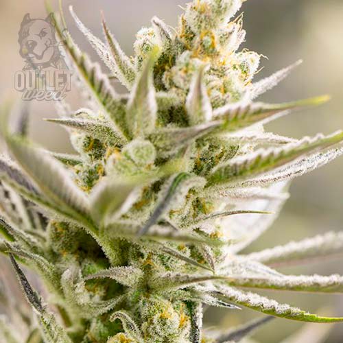 Semillas | Orange Blossom XXL | Auto | 7 semillas | BSF1