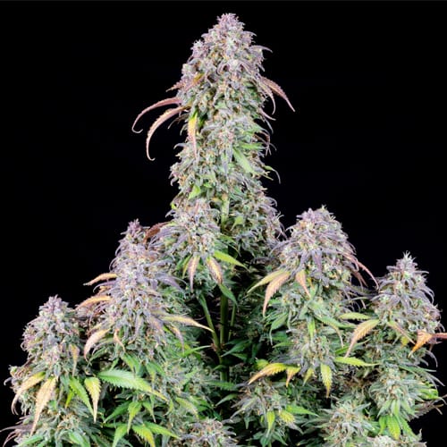 Semillas | Original Blueberry | Auto | 3 semillas | FastBuds1