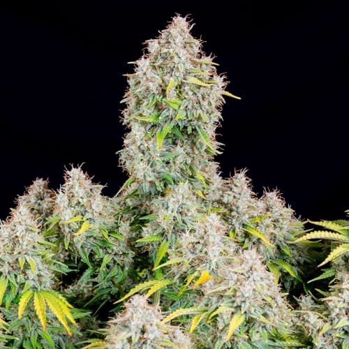 Semillas | Original Cinderella | Auto | 3 semillas | FastBuds1