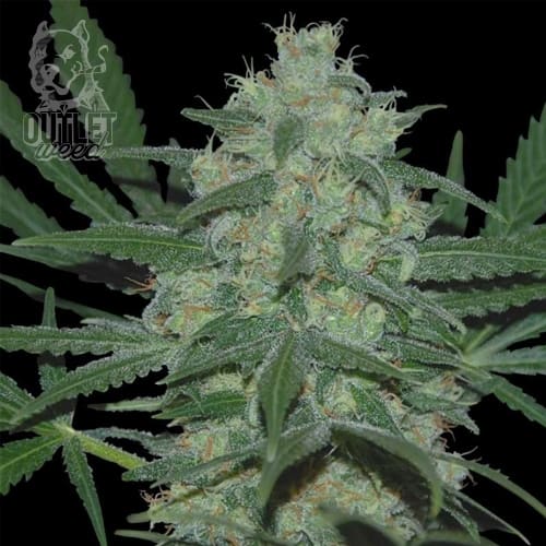 Semillas | Pakistan Valley | Fem | 3 semillas | World Of Seeds1