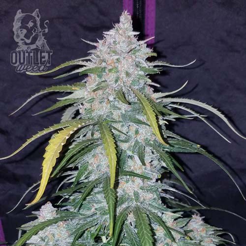 Semillas | Pineapple Xpress | Auto | 3 semillas | Chef Genetics1