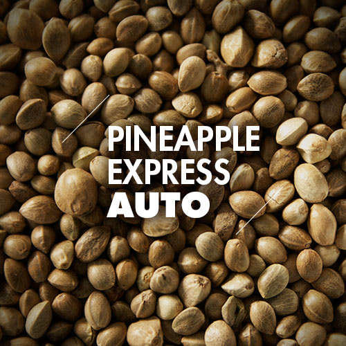 Pineapple Express | 10 Semillas | Automáticas1