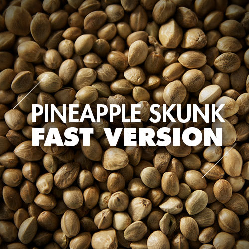 Pineapple Skunk | 10 Semillas | Fast Version1