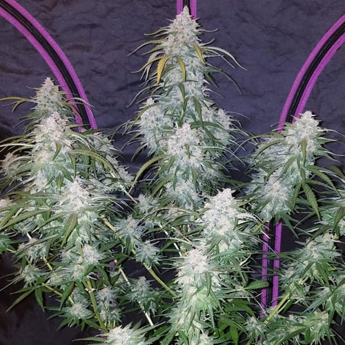 Semillas | Pineapple Express | Auto | 3+2 semillas | FastBuds1