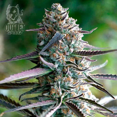 Semillas | Platinum Chef Runtz | Fem | 3 semillas | Chef Genetics1