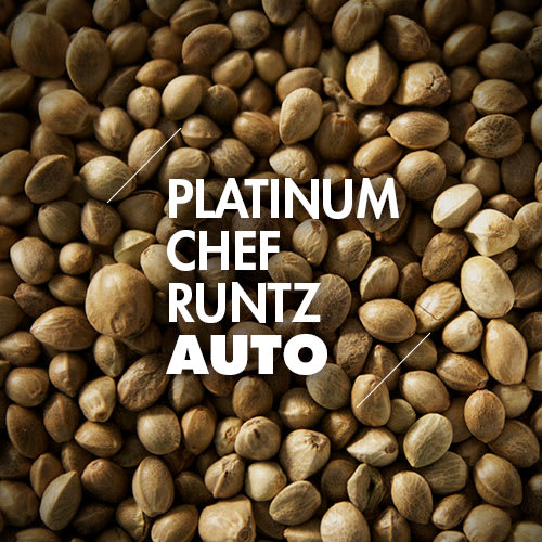 Platinum Chef Runtz | 10 Semillas | Automáticas1