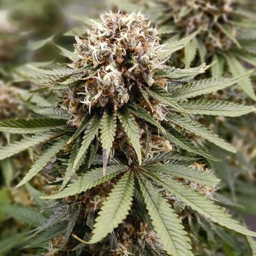 Semillas | Power Plant | Fem | 3 semillas | Dutch Passion1