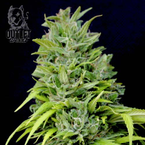 Semillas | Public Enemy | Auto | 2 semillas | Shaman Genetics1