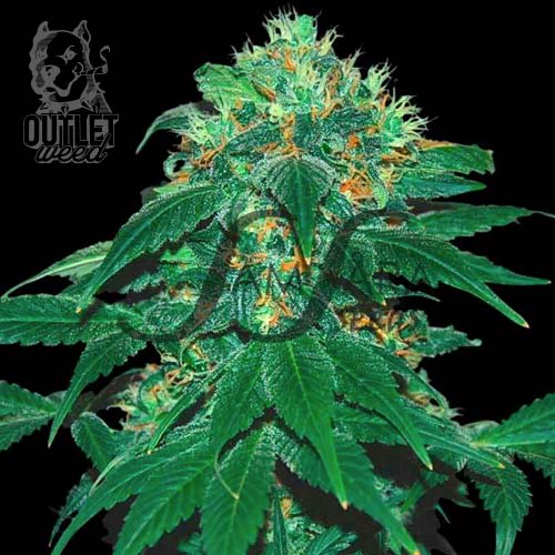 Semillas | Punky Lion | Fem | 3 semillas | Samsara Seeds1