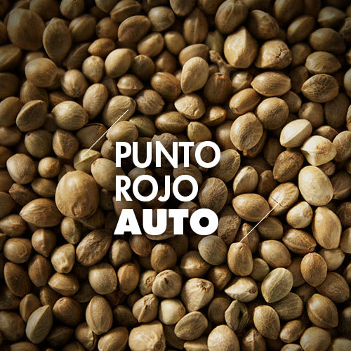 Punto Rojo | 10 Semillas | Automáticas1