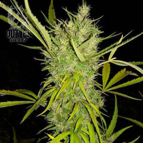 Semillas | Punto Rojo | Fast Version | 3 semillas | Chef Genetics1