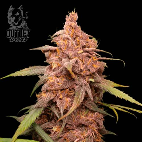 Semillas | Purple Punch | Auto | 3 semillas | Seed Stockers1