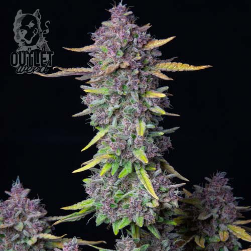 Semillas | Purple Punch | Auto | 3 semillas | FastBuds1